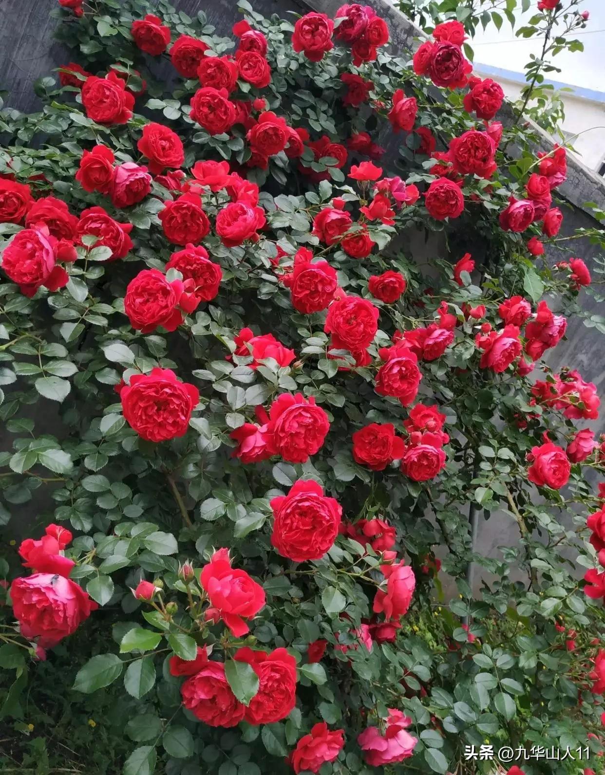 藤本月季品种列表,大红色藤本月季哪个品种好