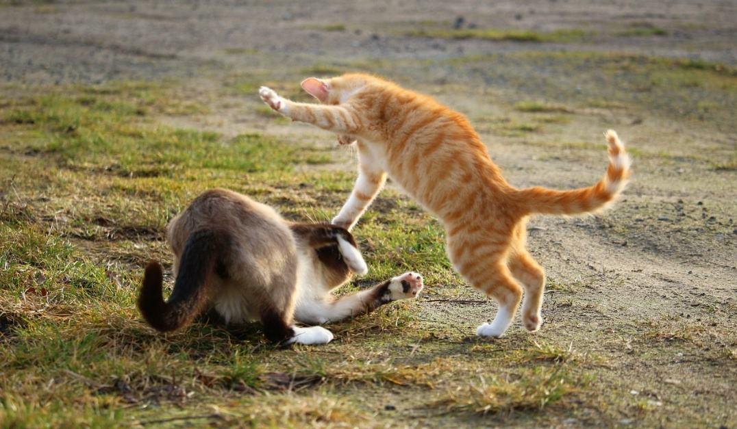 猫咪习惯不好养个什么样的猫纠正,养猫经验之猫咪爱你的表现之一