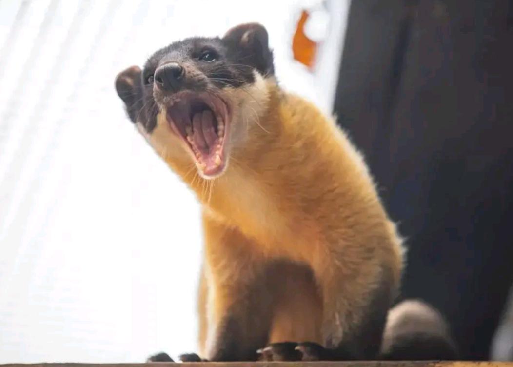 湖北出现“羌仔虎”，体型如狐外表可爱，却能单挑猴子猎杀野猪