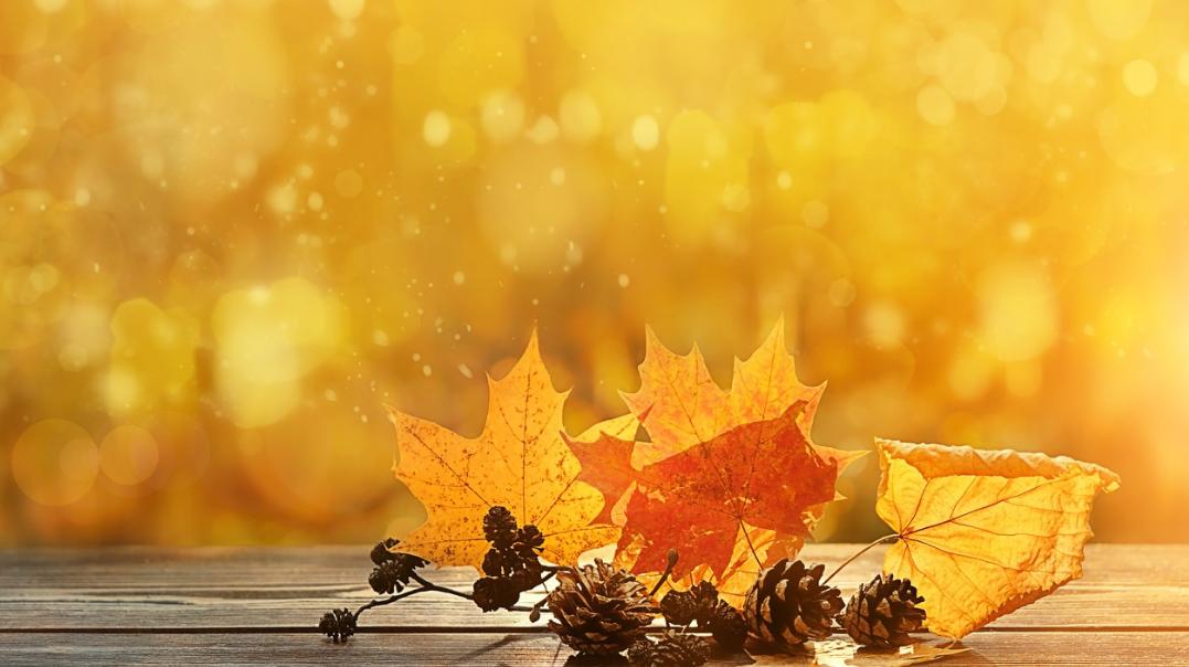 出伏喝党参和黄芪,伏天适合喝菊花茶