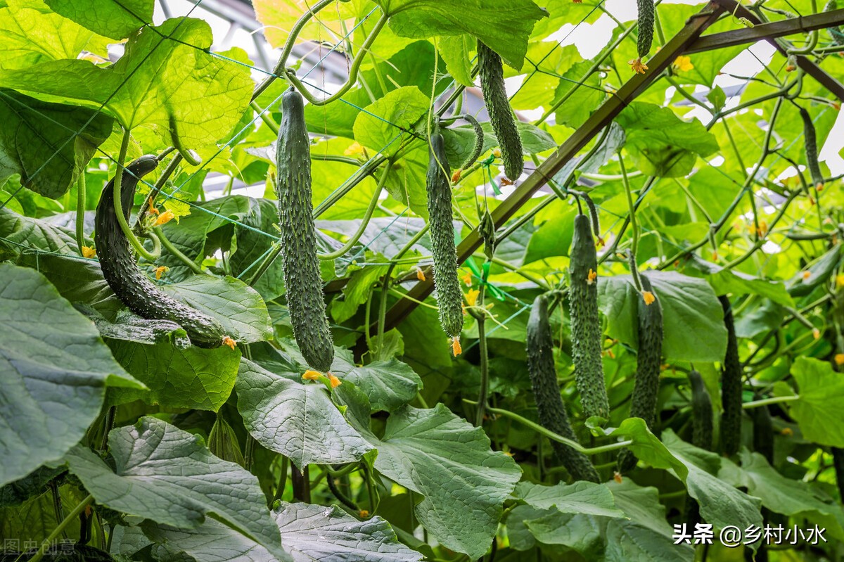 磷酸二氢钾怎么喷施最好,磷酸二氢钾喷施好还是冲施效果好
