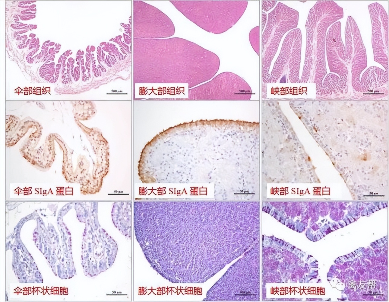 浣庨挋楗叉枡,浣庨挋鏃ョ伯