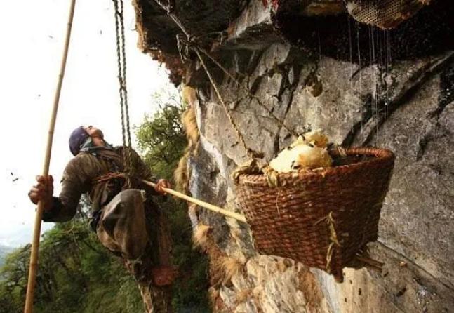 喜马拉雅山采蜜人：绝壁采蜜，专供尼泊尔皇室，一公斤卖3500美金