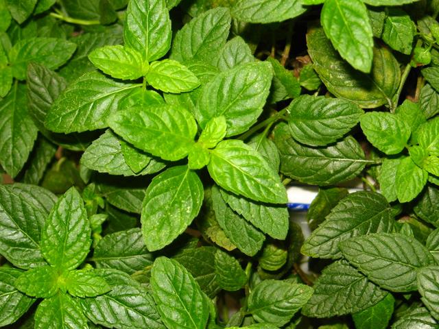 薄荷全部品种,薄荷分类图