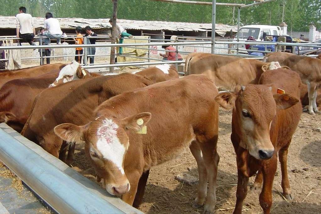 牛的胎衣不下怎么治,如何治疗牛的胎衣不下