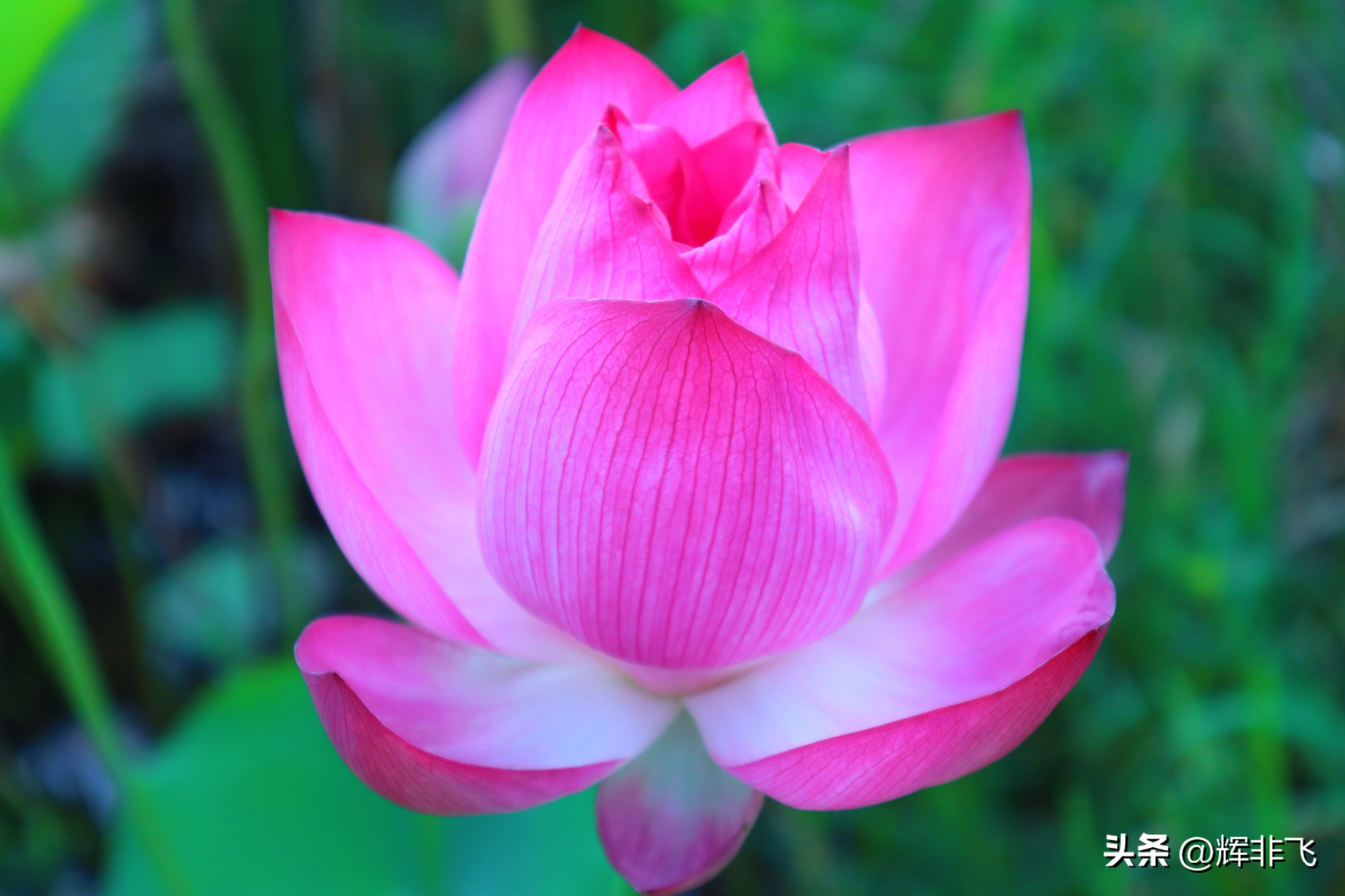 十首绝美的咏荷的词,写意最经典咏荷诗词