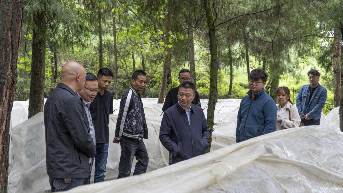 凤冈马桑菌新鲜,林下养菌致富新路