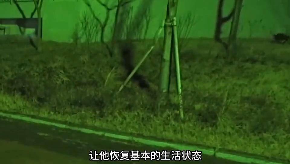 小猫咪被虐待到精神萎靡,小猫咪被虐待了还能养吗