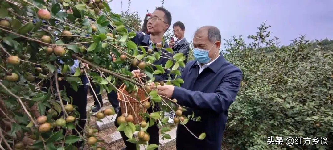 赣南茶油你以为只能用来炒菜吗?