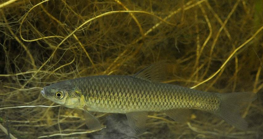 麦穗鱼养殖方法与养殖技巧,麦穗鱼如何规模化繁殖