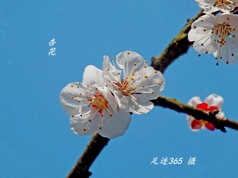 又见玉兰、杏花不一样的拍法