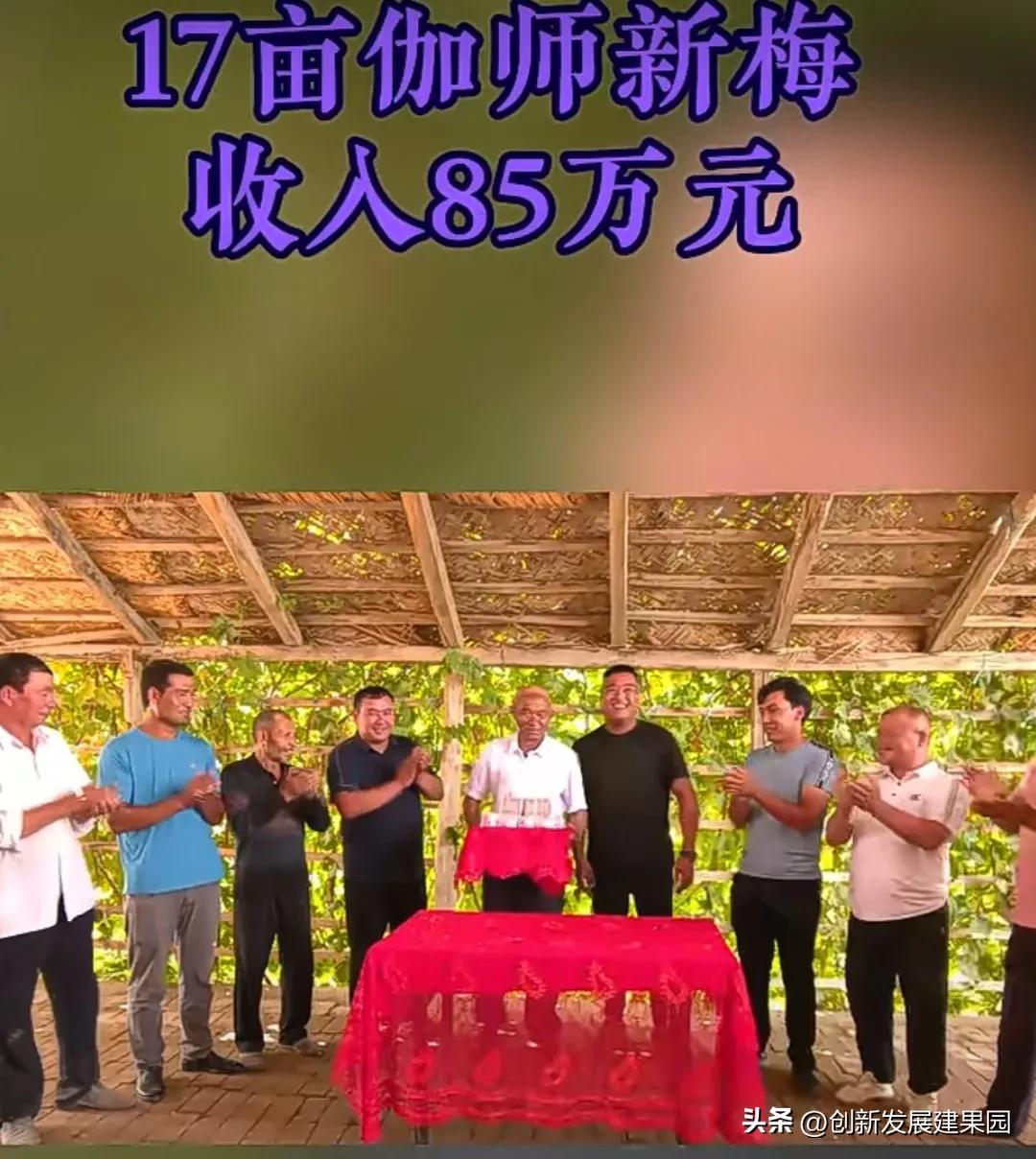 17亩番石榴一年收入多少,伽师县20亩种什么赚钱