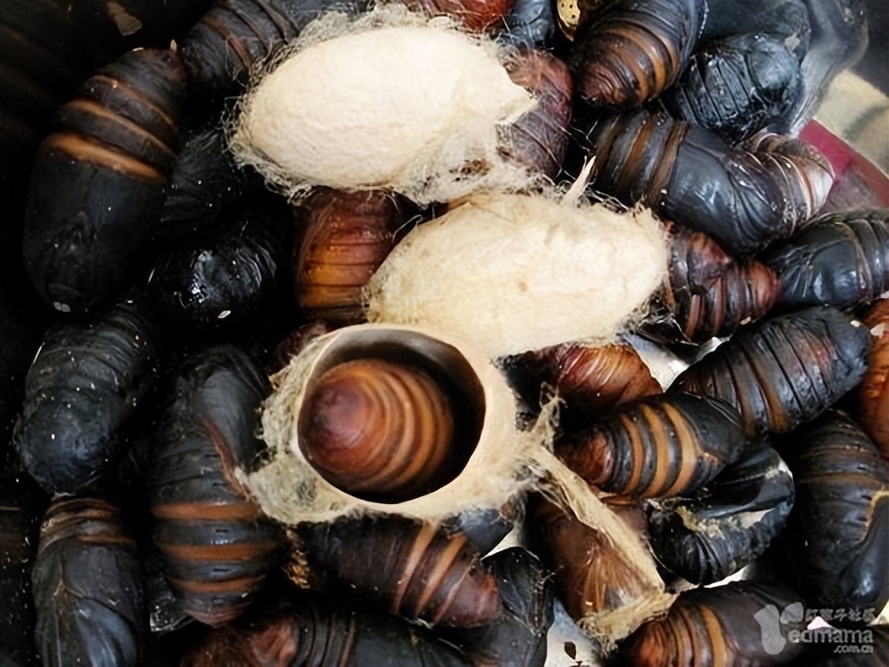 真正的丛林美食有哪些,硬核知识大全100个