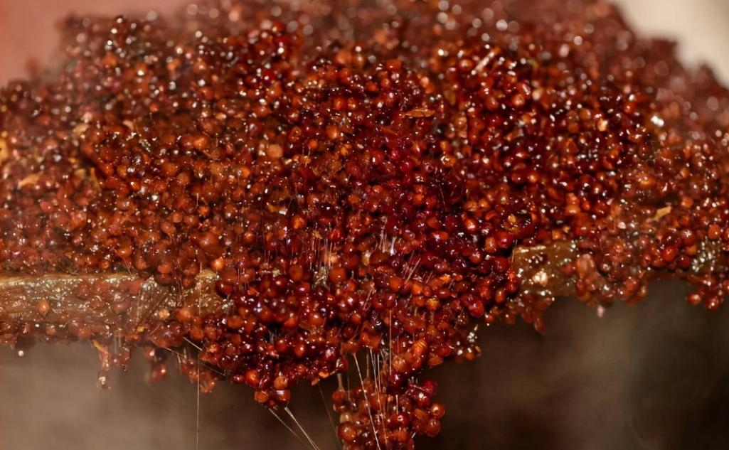 普通高粱与精品白高粱区别,什么样的高粱才能产出好酒