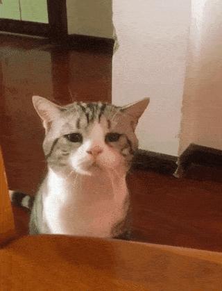 猫疱疹病毒和猫杯状病毒pcr的区别,猫咪疱疹病毒猫鼻支症状