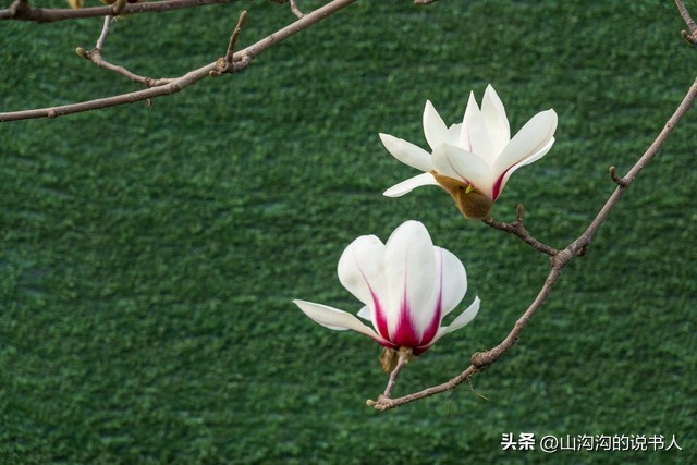 七律春节临近,七律春节相聚