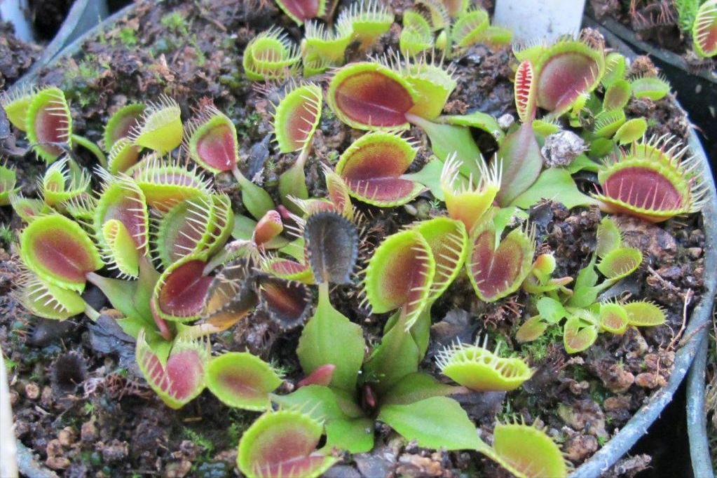 设置陷阱捕捉昆虫植物,设陷阱抓石斑鱼