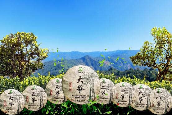 普洱镇沅以“爷号”茶为契机做活茶产业