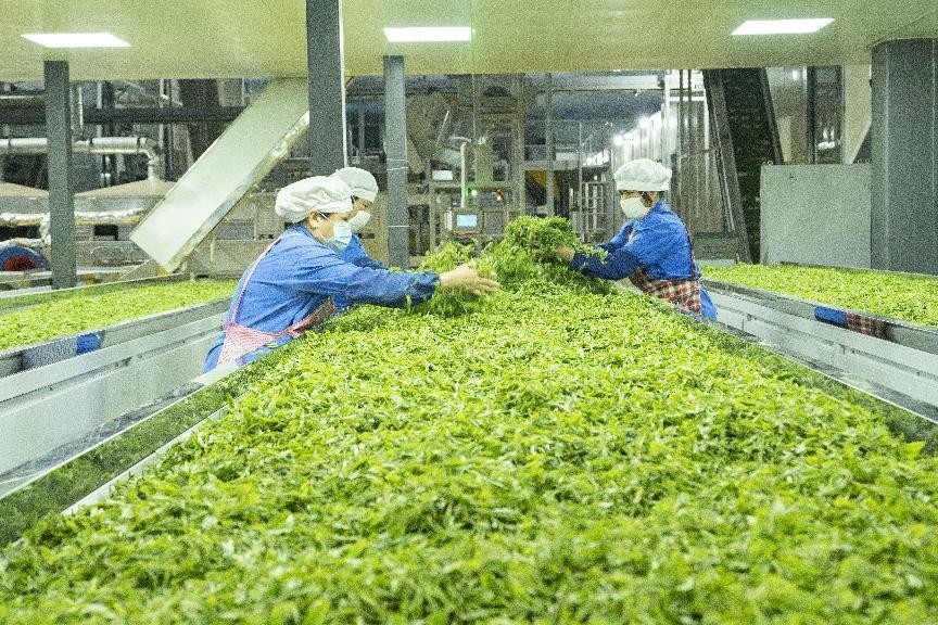 同饮一江水怀集,同饮一江水共筑粤桂情