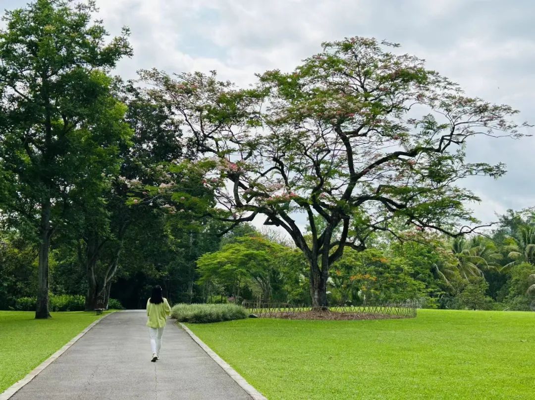 植物学家许再富：从事热带雨林科研事业一甲子的中科院“终身研究员”