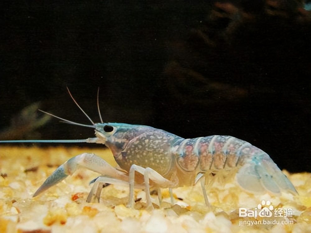 怎么饲养宠物虾和大虾,养宠物虾需要准备什么