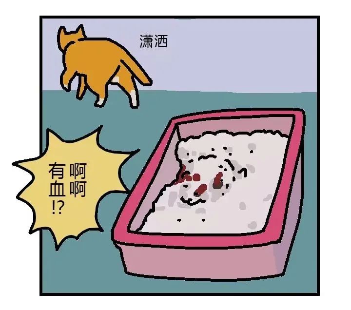 猫猫便血过后拉不出来了,猫猫便血是感染弓形虫了吗