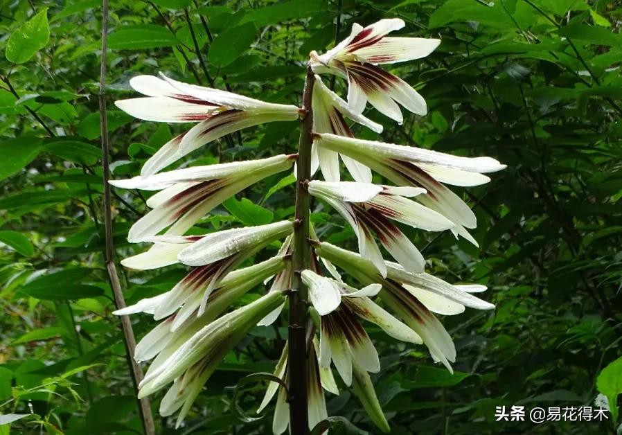 不可思议！高达两米壮观美丽的“百合王子”——大百合