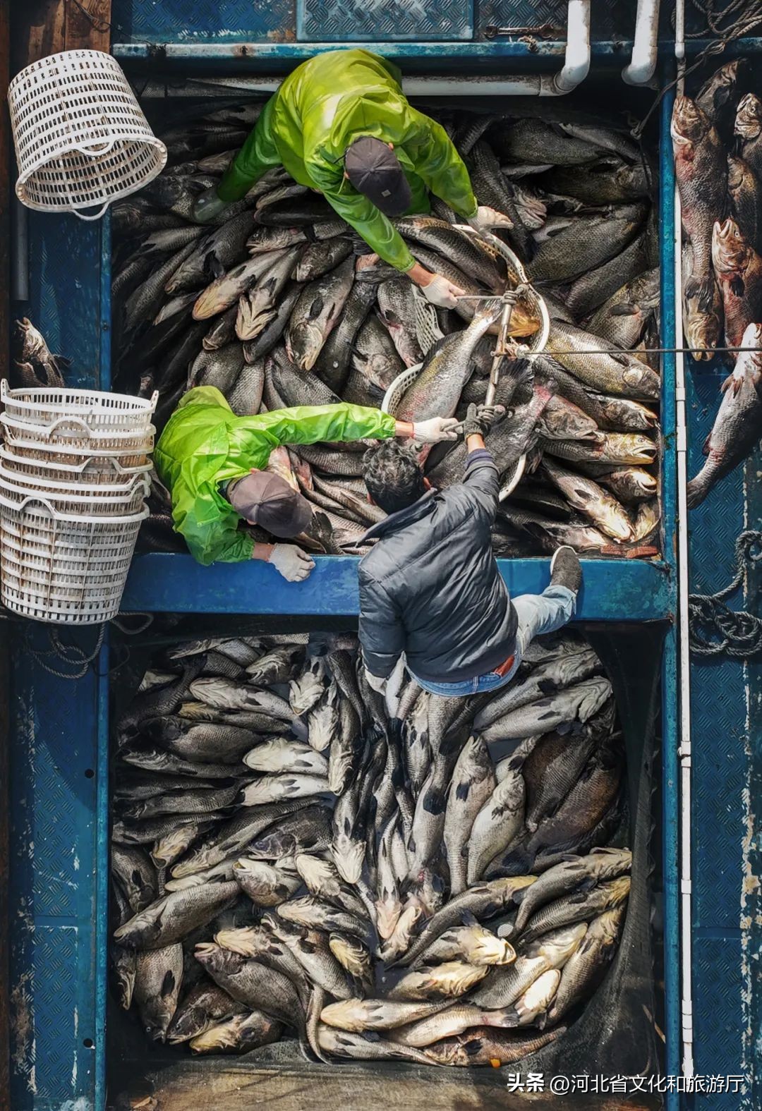 现在海鲜哪种最好吃,现在的海鲜哪个最好吃