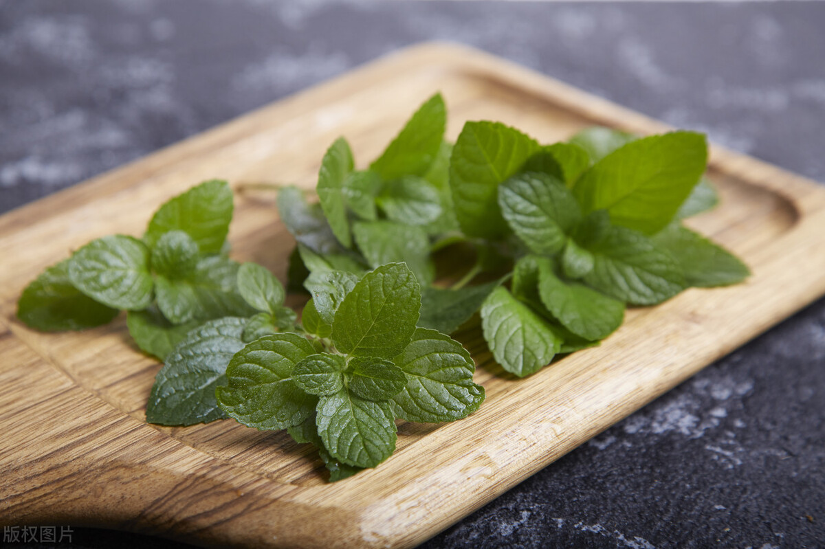 薄荷叶和鱼香菜,香菜和薄荷叶能放在一起吃吗