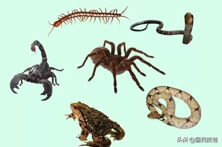 五毒月哪几天是禁忌日,五毒月有什么讲究和禁忌