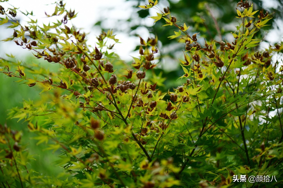 看到你的花园那么惨，我就安心了|园丁