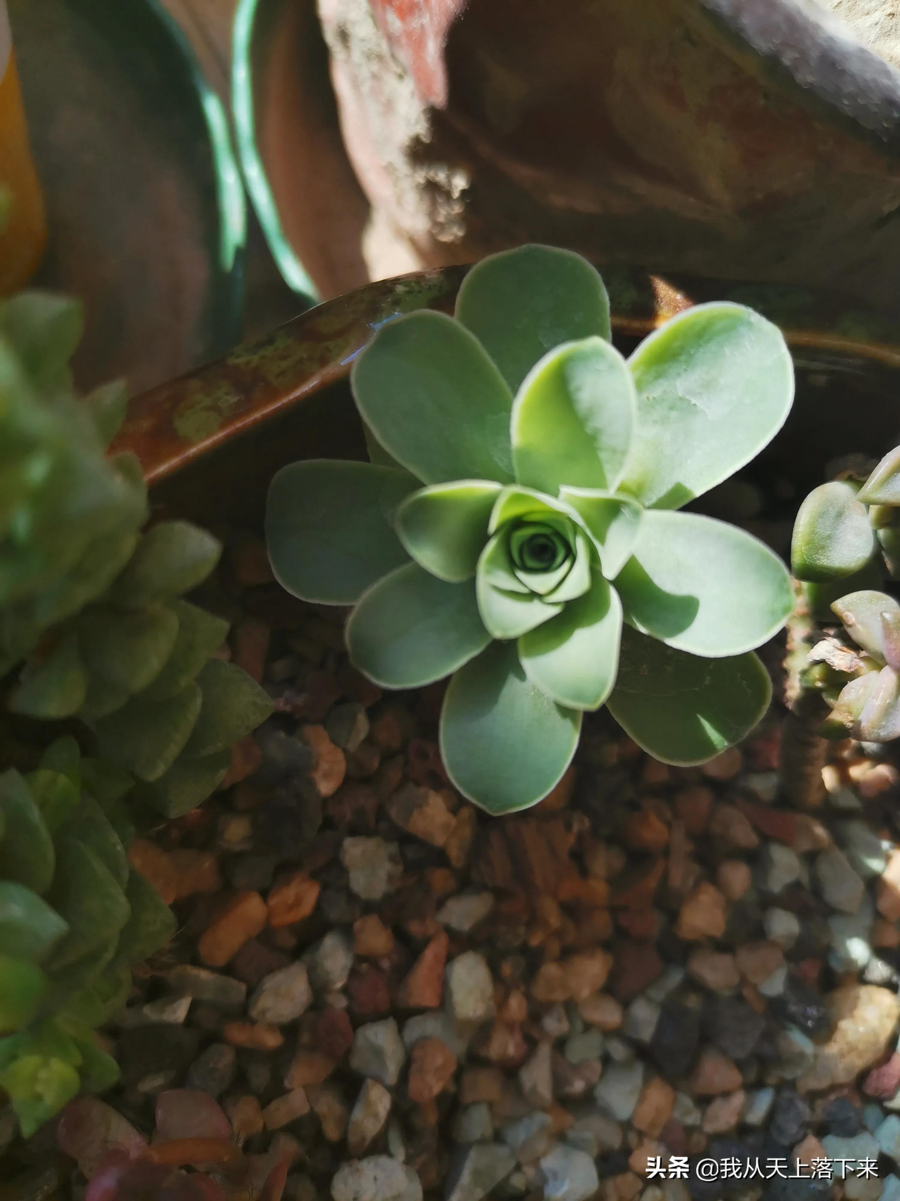 多肉品种及图片大全欣赏,多肉品种辨别图片大全欣赏