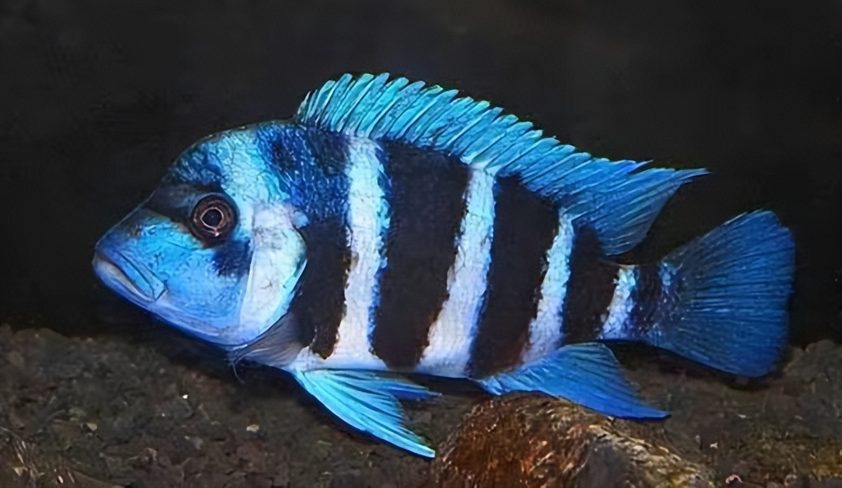 比较容易养的三湖鲷鱼,推荐几款适合新手饲养的观赏鱼