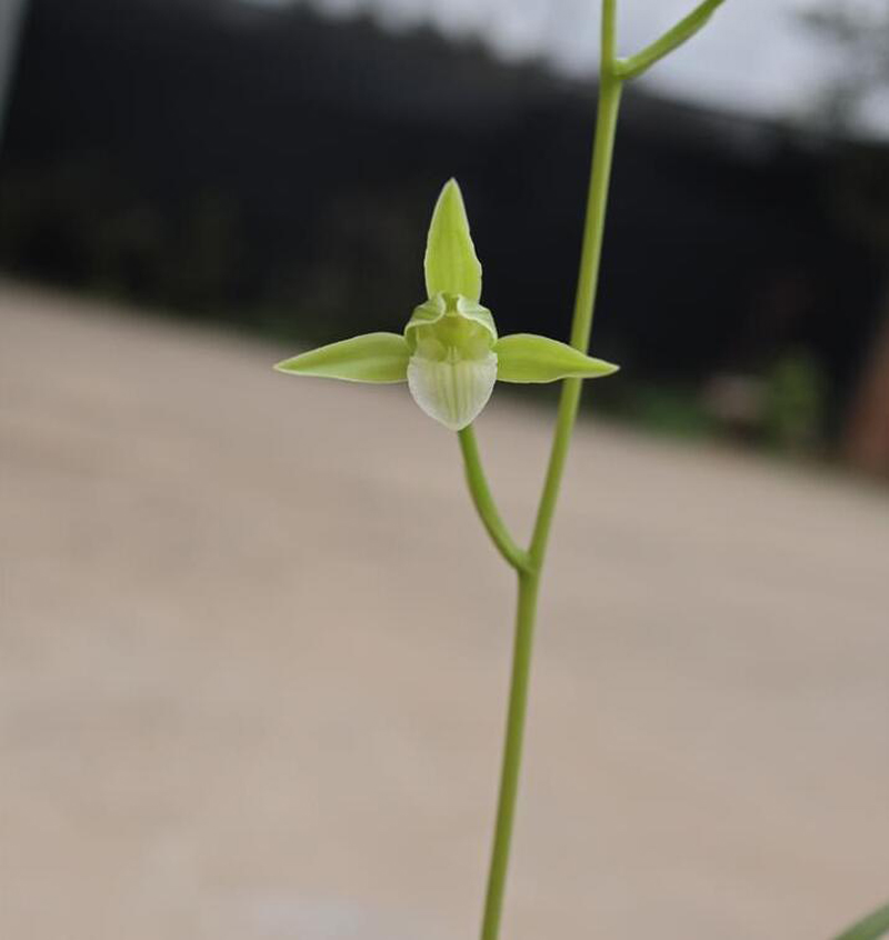 寒兰生长环境图片,寒兰习性