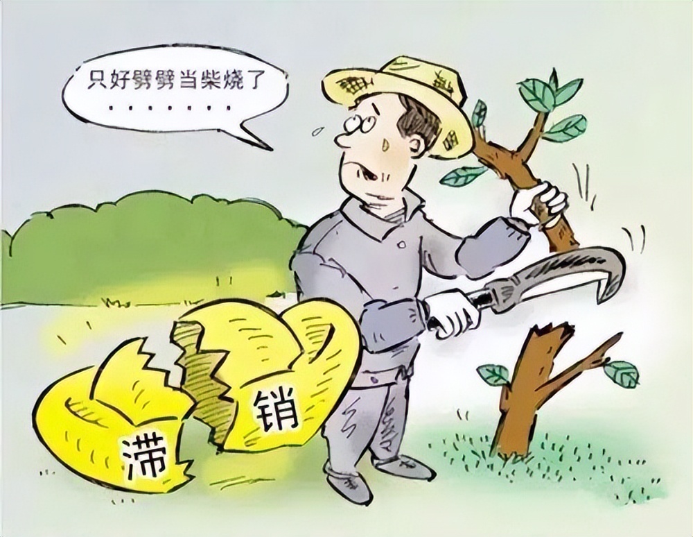 彩叶豆梨10-12公分最新报价,浙江彩叶豆梨多少钱一棵