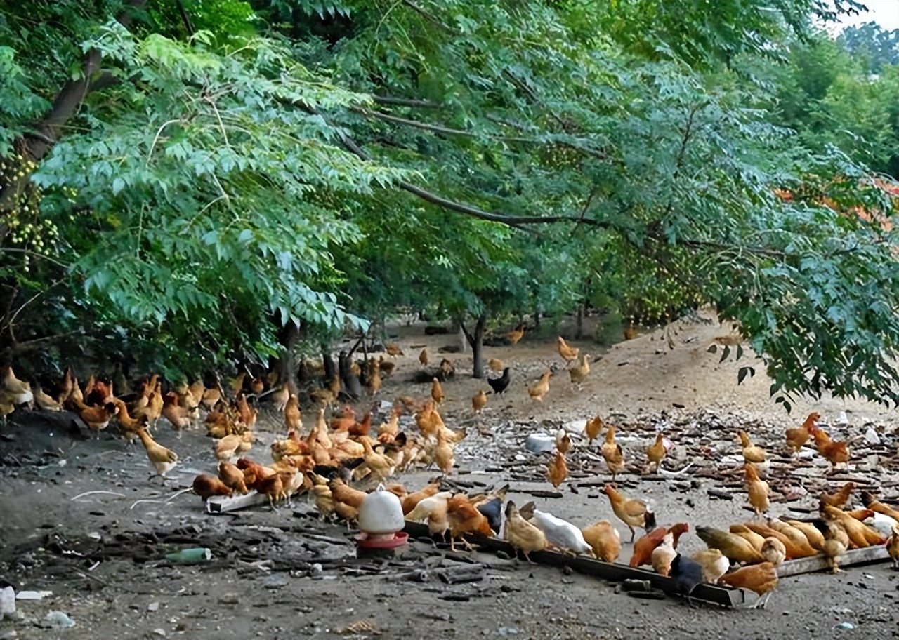 家禽生产中的发展策略,家禽养殖和内陆养殖