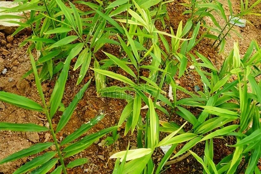 北方何时适宜种姜,立夏种姜夏至收姜是什么意思