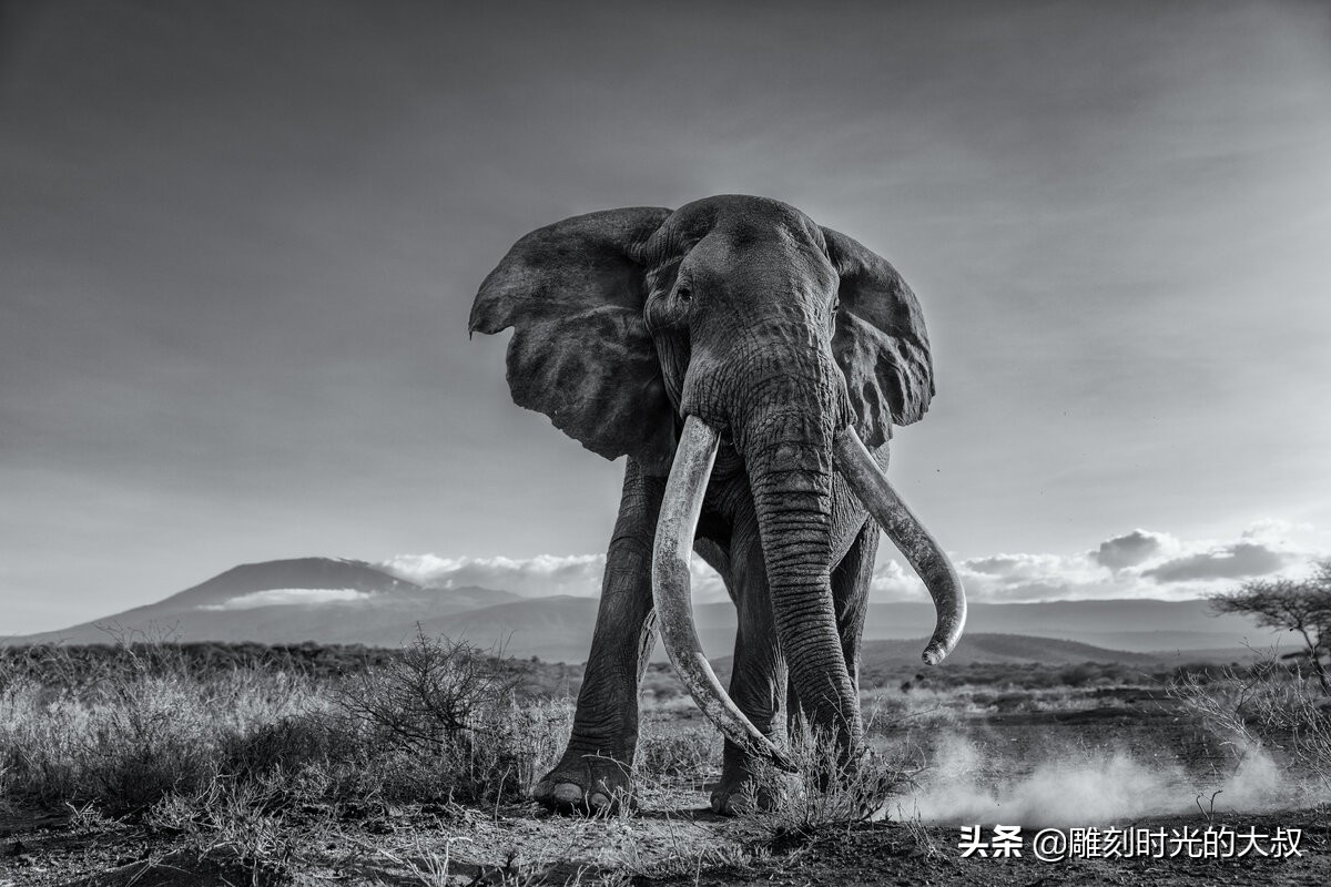 2022索尼世界摄影奖,2020年索尼世界摄影奖国家奖