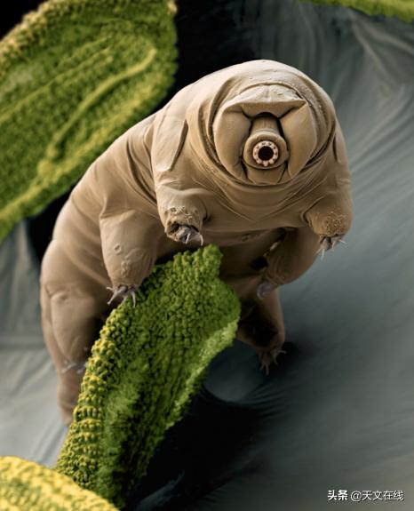 最有可能是外星生物的动物,什么物种是外星物种