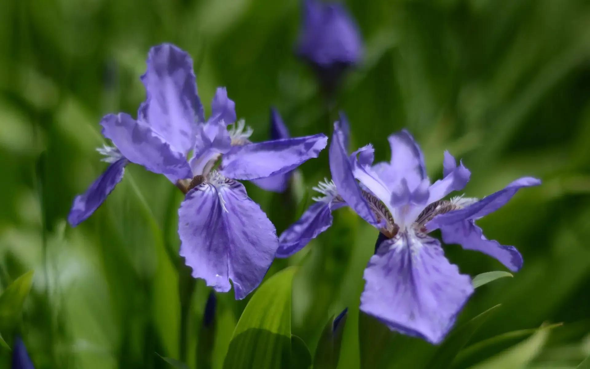 国色天香秀色可餐的美女 (秀色可餐与国色天香)