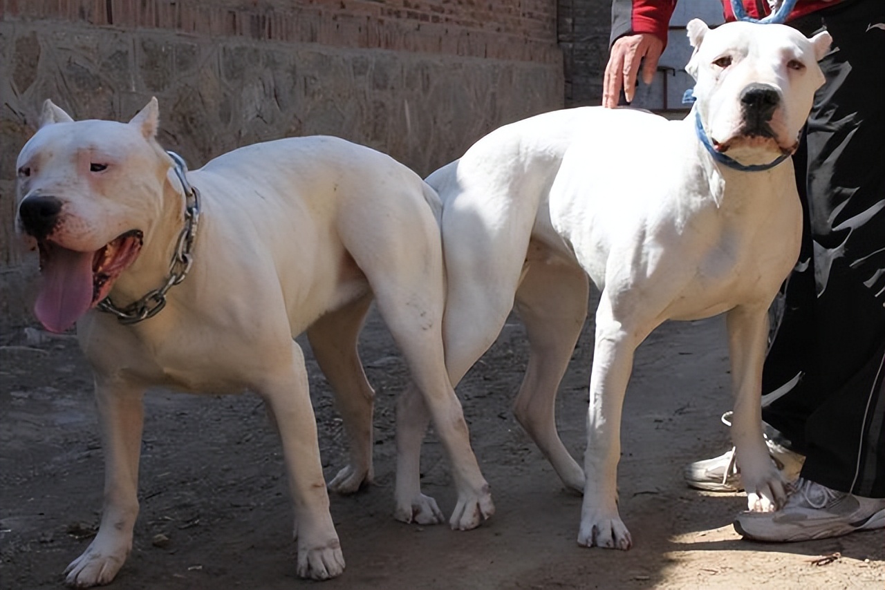 狗狗还会关心人,狗狗频繁繁育