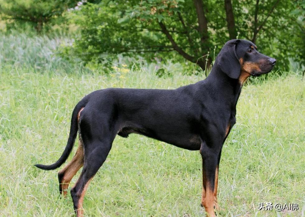 美国犬种有哪些,美国五大传奇犬种