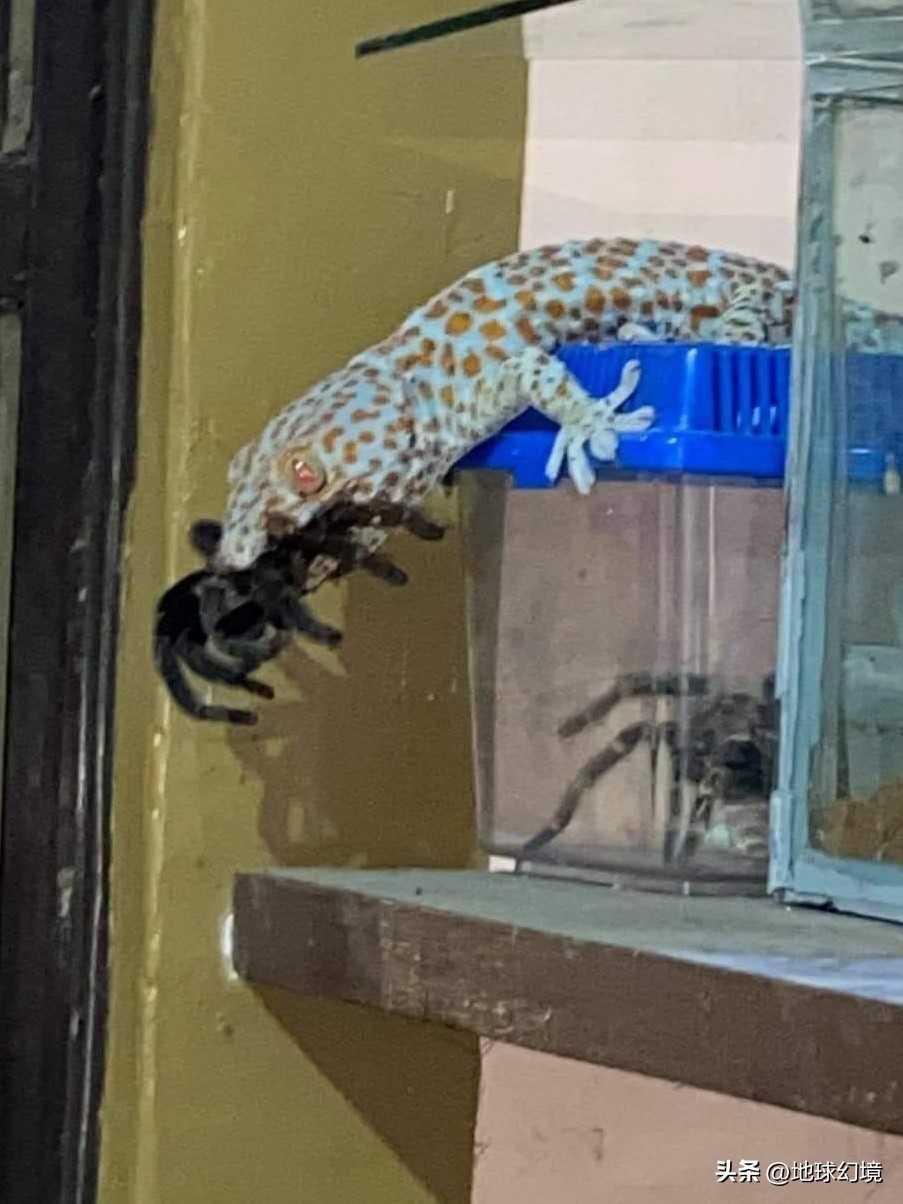 十大深海神秘巨型生物图片,天空拍到的像水母生物图