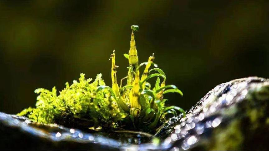 鲜的野生石斛多少一克,野生鲜石斛多少一克