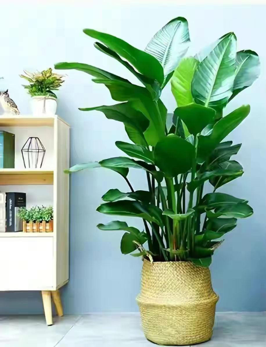 客厅买什么花放最好风水旺,客厅摆什么花容易招财运