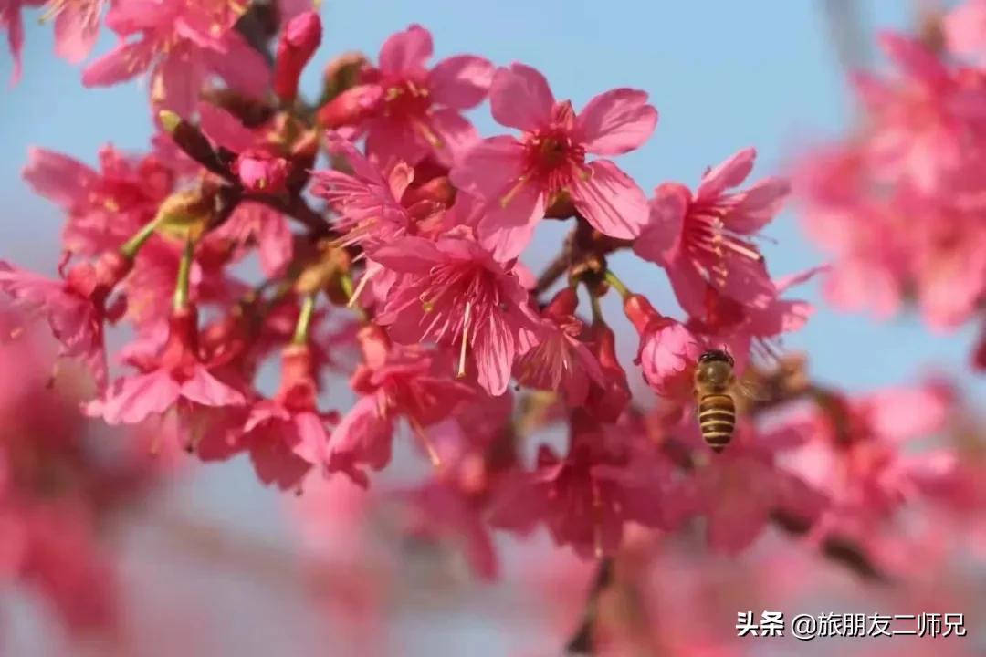 广州花都梯田油菜花,广州徒步赏油菜花路线