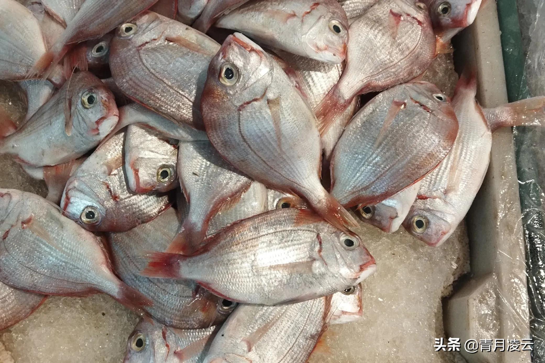 海鲜市场常见海产品图鉴,海鲜市场常见海产品图鉴表图例