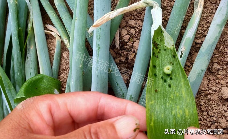 葱管里的虫打什么药效果好,葱管虫怎么治疗最有效