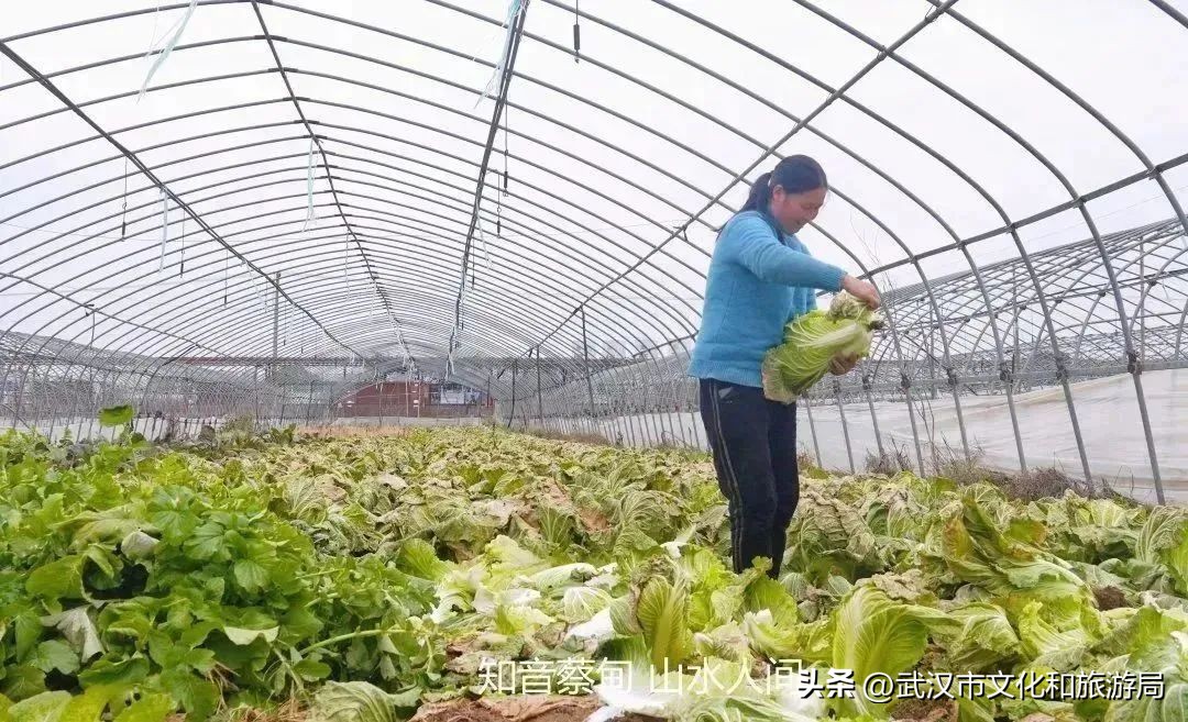 又红又大的草莓欢迎采摘,最近的草莓采摘在哪里