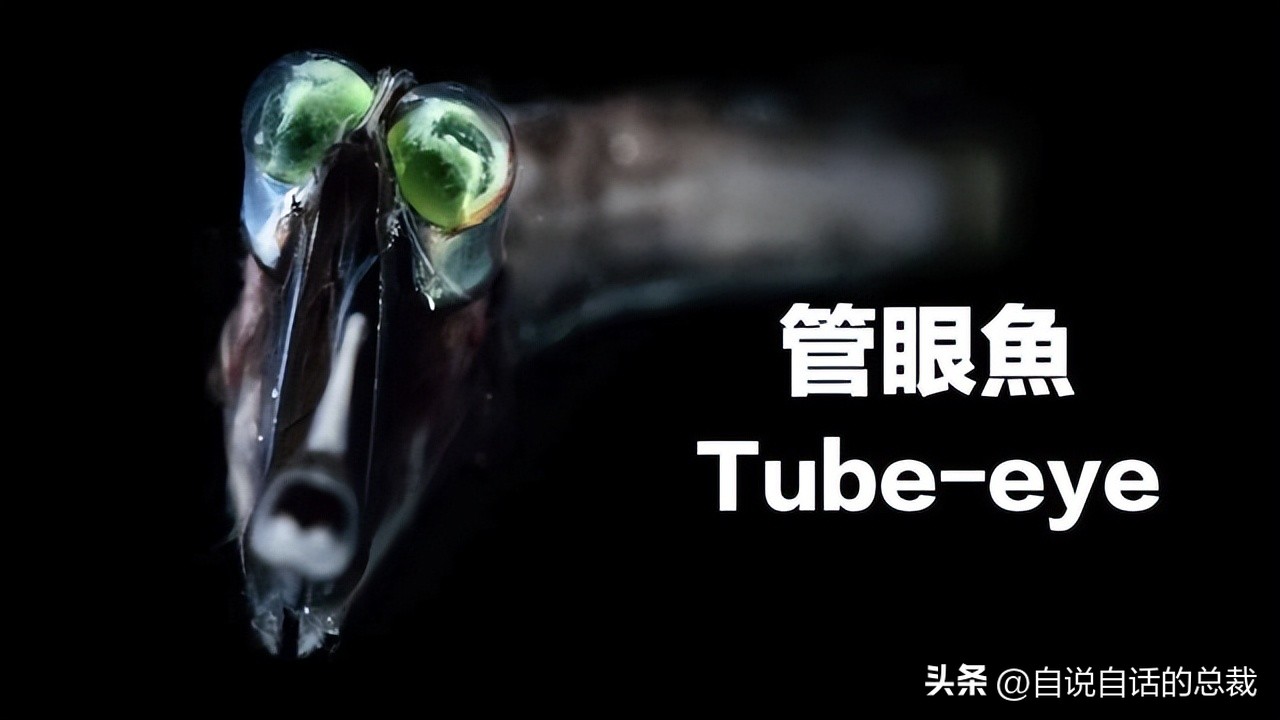 潜入深海寻找宝藏,潜入海底最深处你会发现什么